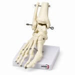 Foot Skeleton Model